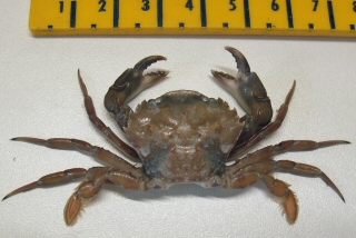 &copy; Thijs de Boer